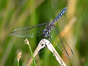 Blue Dasher - Pachydiplax longipennis